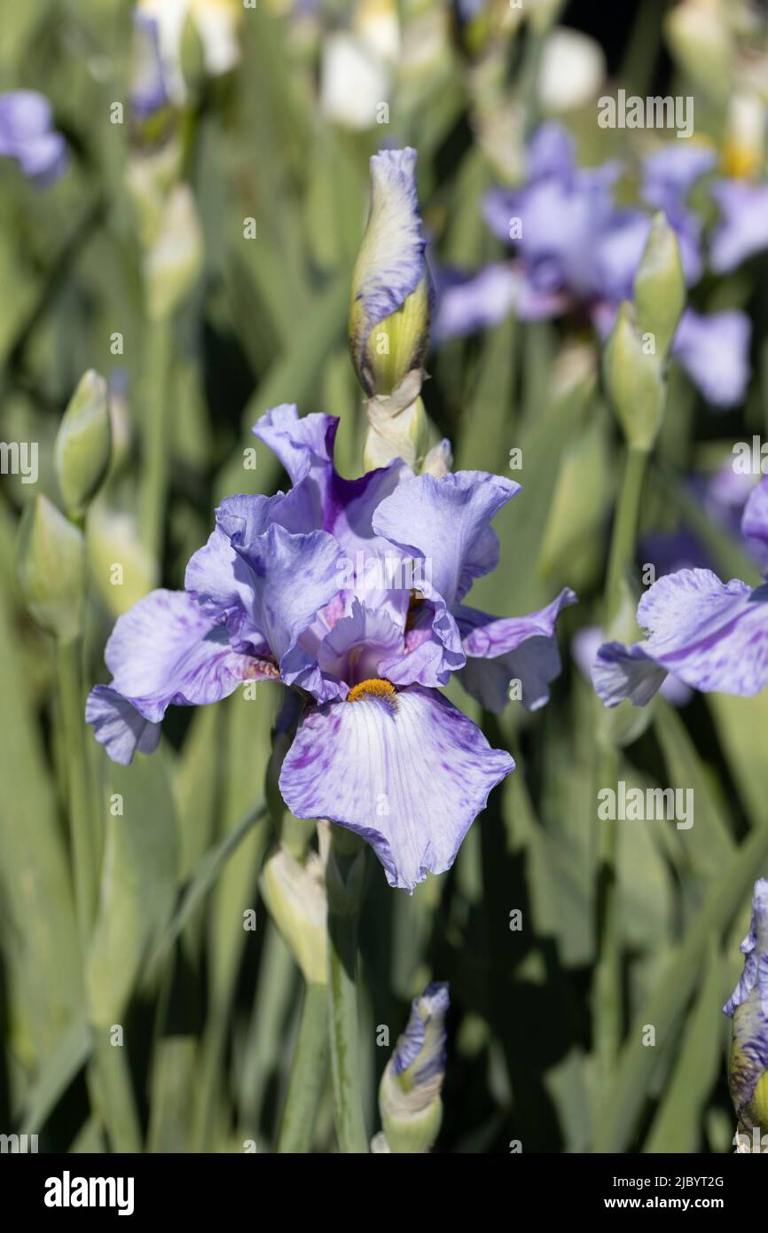 Iris „Elainealope“. Stockfoto