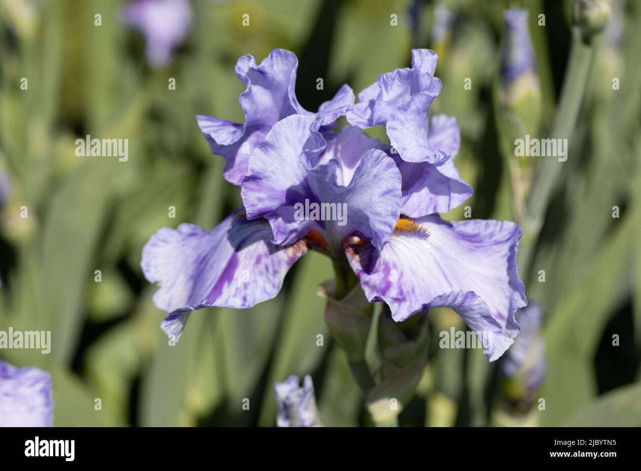 Iris „Elainealope“. Stockfoto