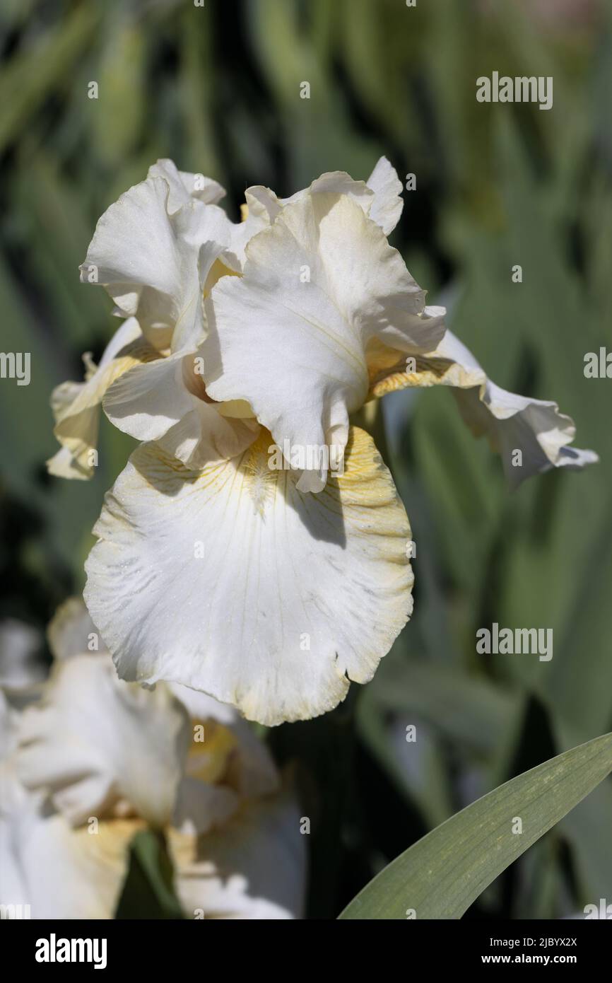 Iris „Matrix“. Stockfoto