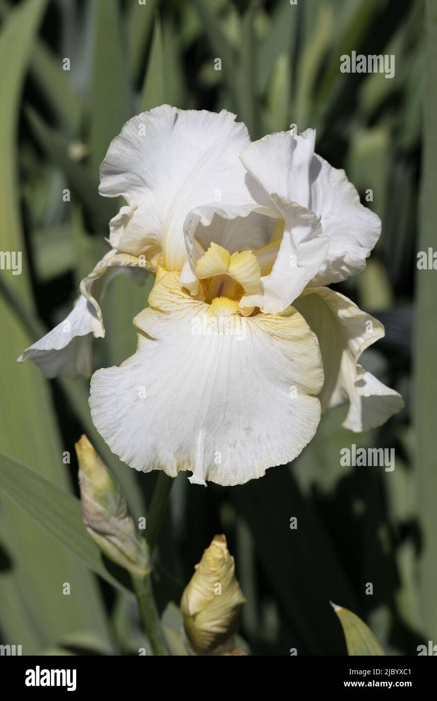 Iris „Matrix“. Stockfoto