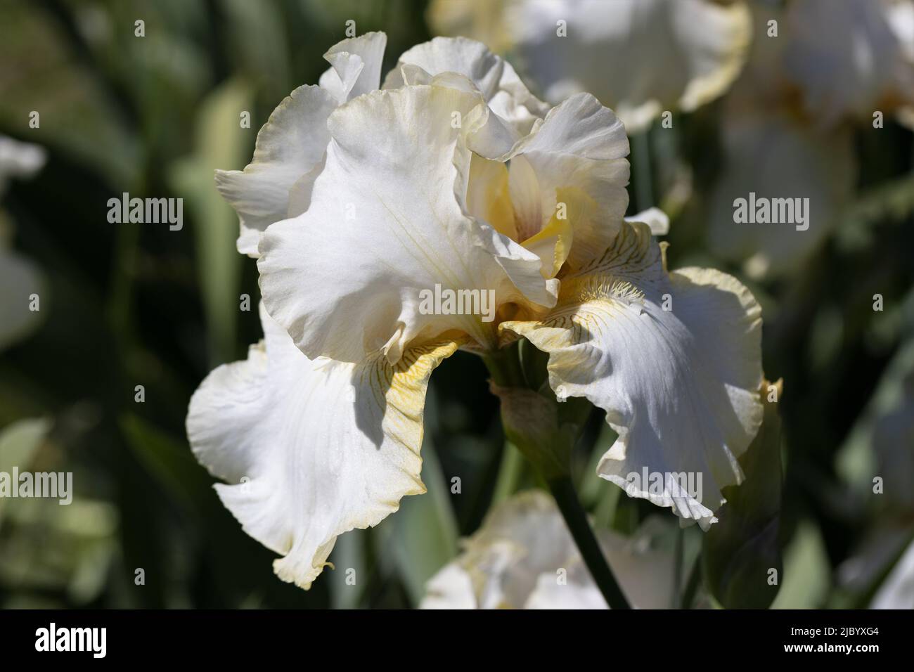 Iris „Matrix“. Stockfoto