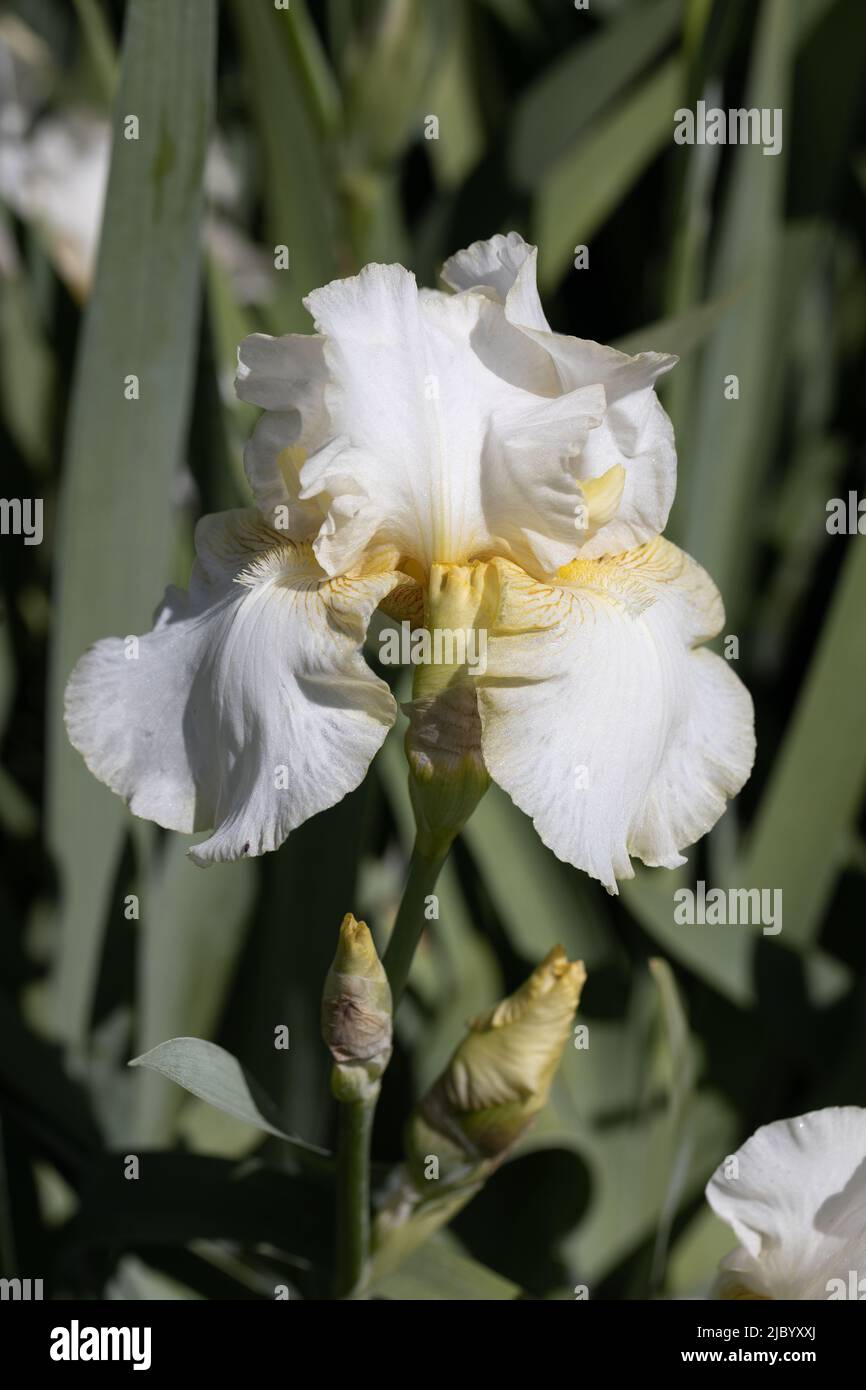 Iris „Matrix“. Stockfoto