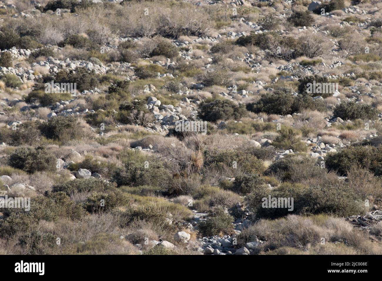 Alluvialer Ventilator mit Western Sonoran Desert Scrub in einem Ökoton, der stark von den angrenzenden San Jacinto Mountains und der nahe gelegenen Mojave Desert beeinflusst wird. Stockfoto