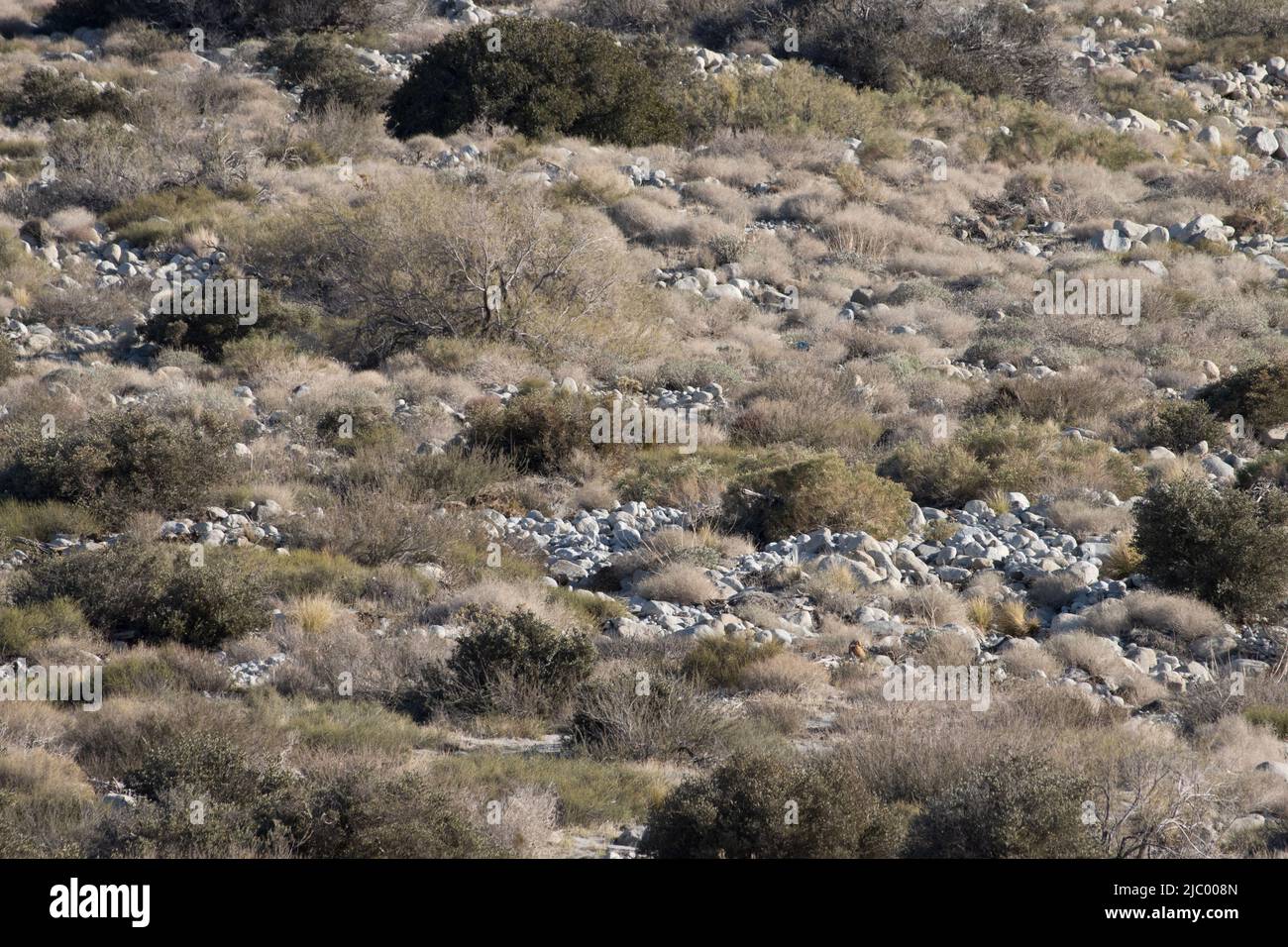 Alluvialer Ventilator mit Western Sonoran Desert Scrub in einem Ökoton, der stark von den angrenzenden San Jacinto Mountains und der nahe gelegenen Mojave Desert beeinflusst wird. Stockfoto