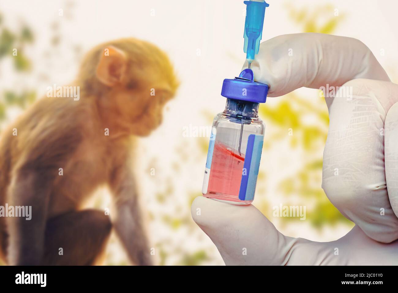 Ein Fläschchen mit Impfstoff gegen Monkeypox-Virus. Ein Reagenzglas mit einem Impfstoff und einer Spritze auf dem Hintergrund eines Affen. Veterinärmedizin. Stockfoto