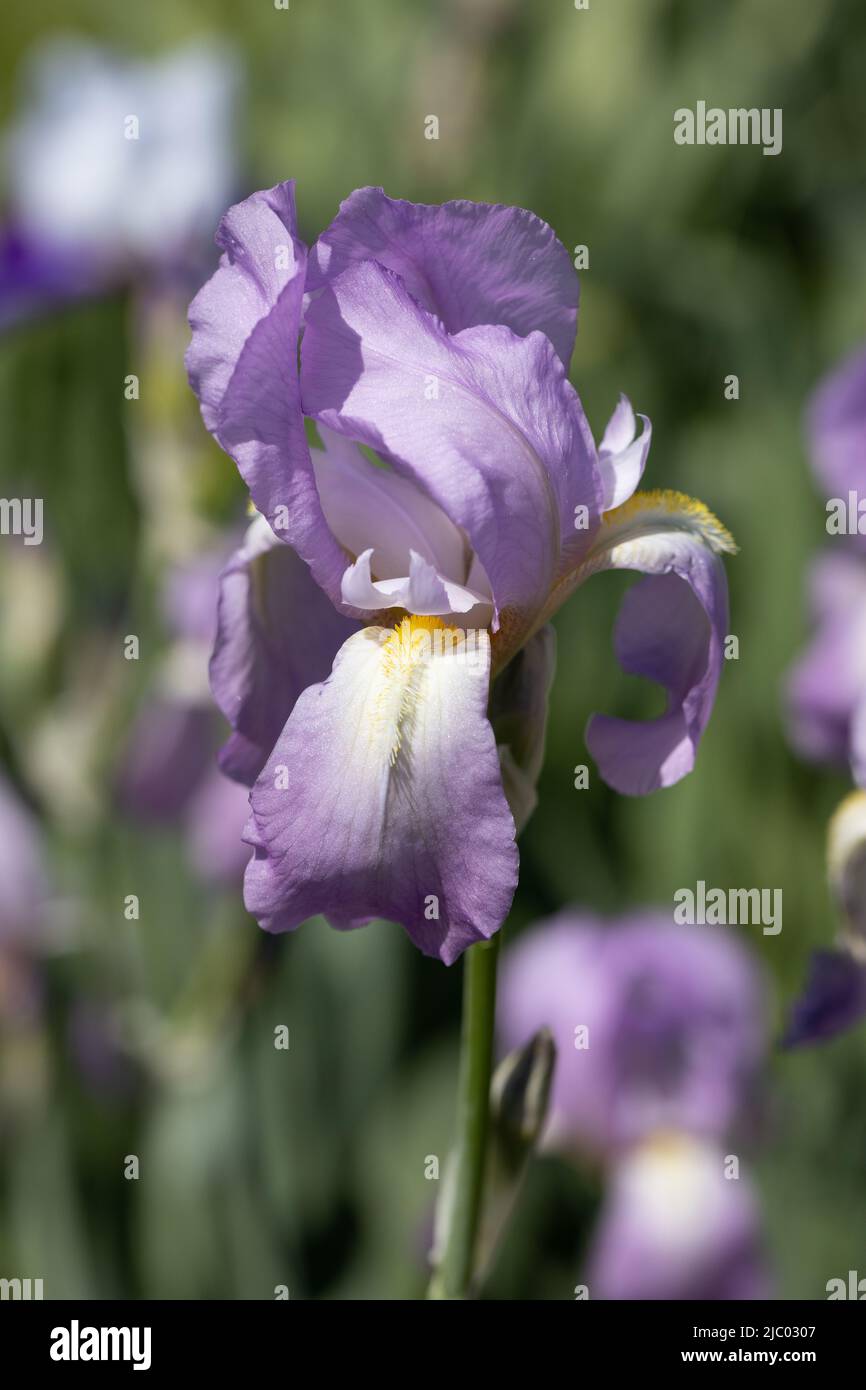 Iris 'Rheingauperle' große bärtige Iris. Stockfoto