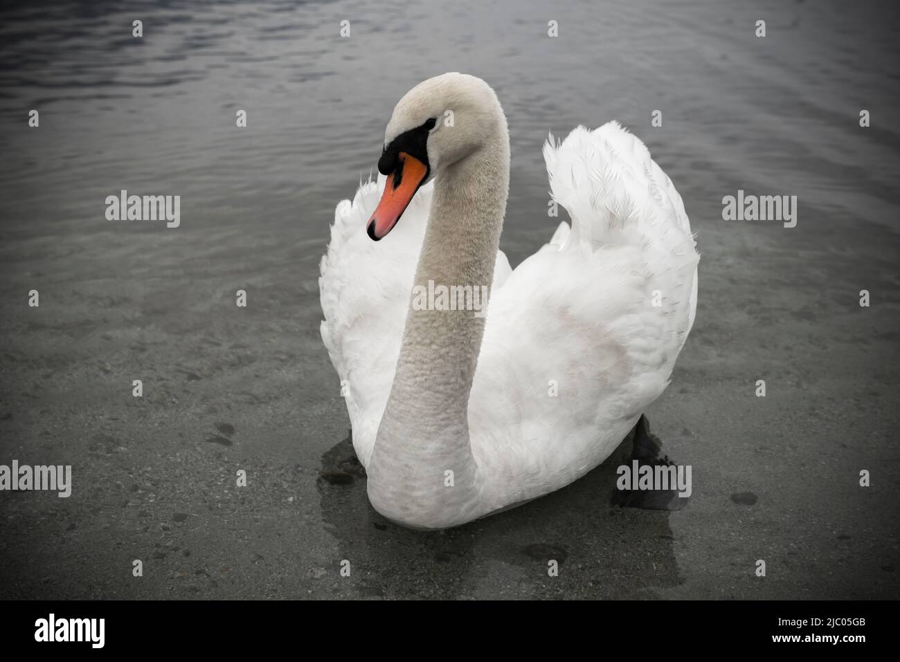 Schöner Schwan auf dem Wasser in Locarno, Schweiz. Stockfoto