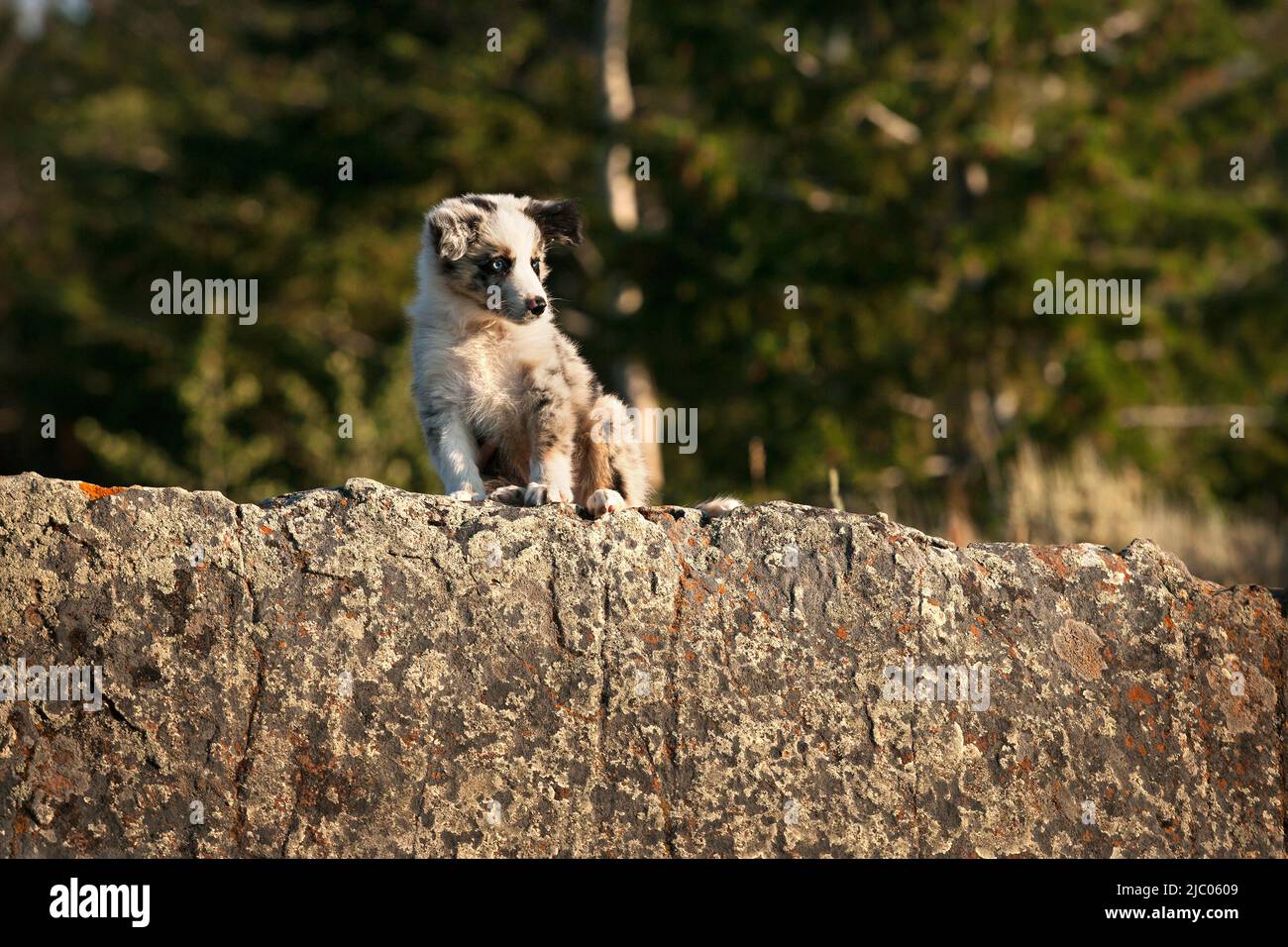 Ein australischer Schäferhund sitzt auf einem Felsen und schaut hinunter Stockfoto