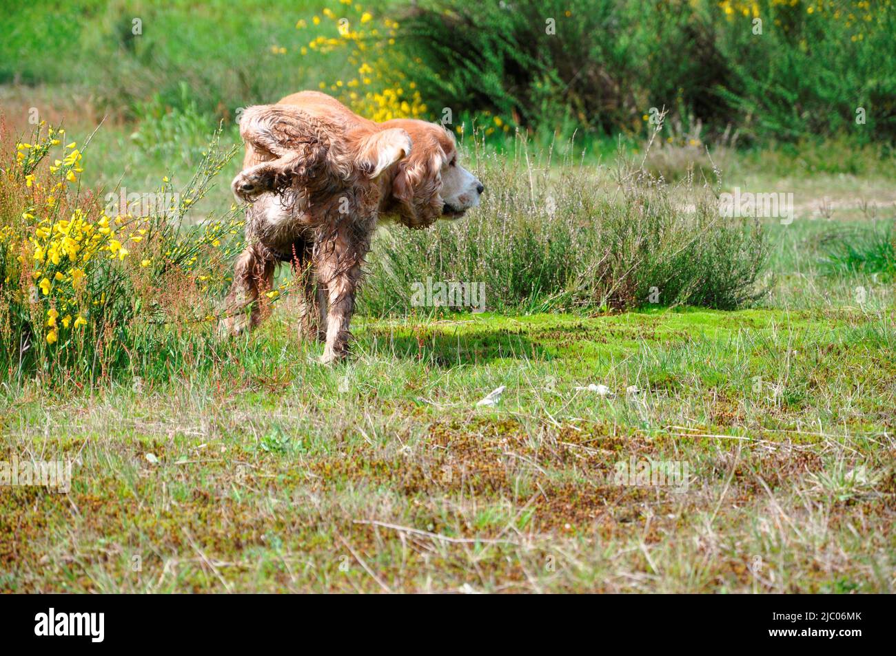 Niedlicher Hund macht eine Pee auf den Blumen in der Natur im Tessin, Schweiz. Stockfoto