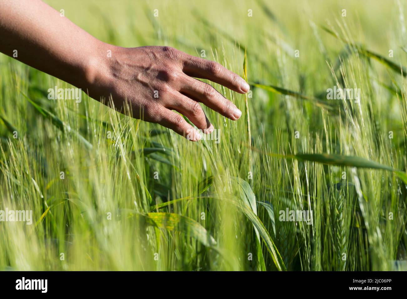 Frau Hand berühren Weizen auf dem Feld mit Sonnenlicht in Locarno, Schweiz. Stockfoto