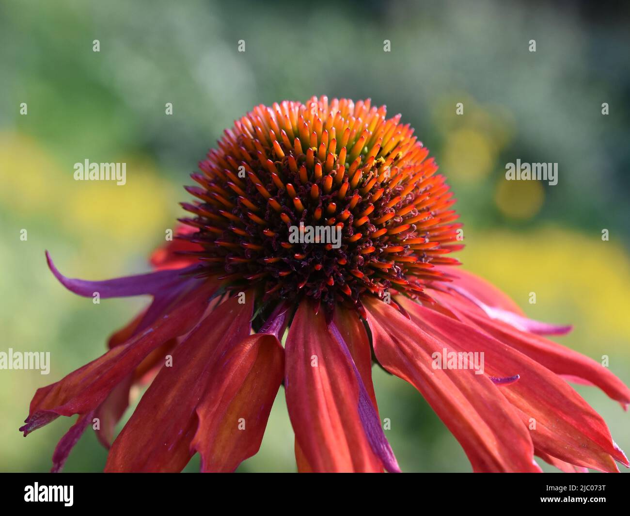 Nahaufnahme von Echinacea purpurea coneflower Stockfoto