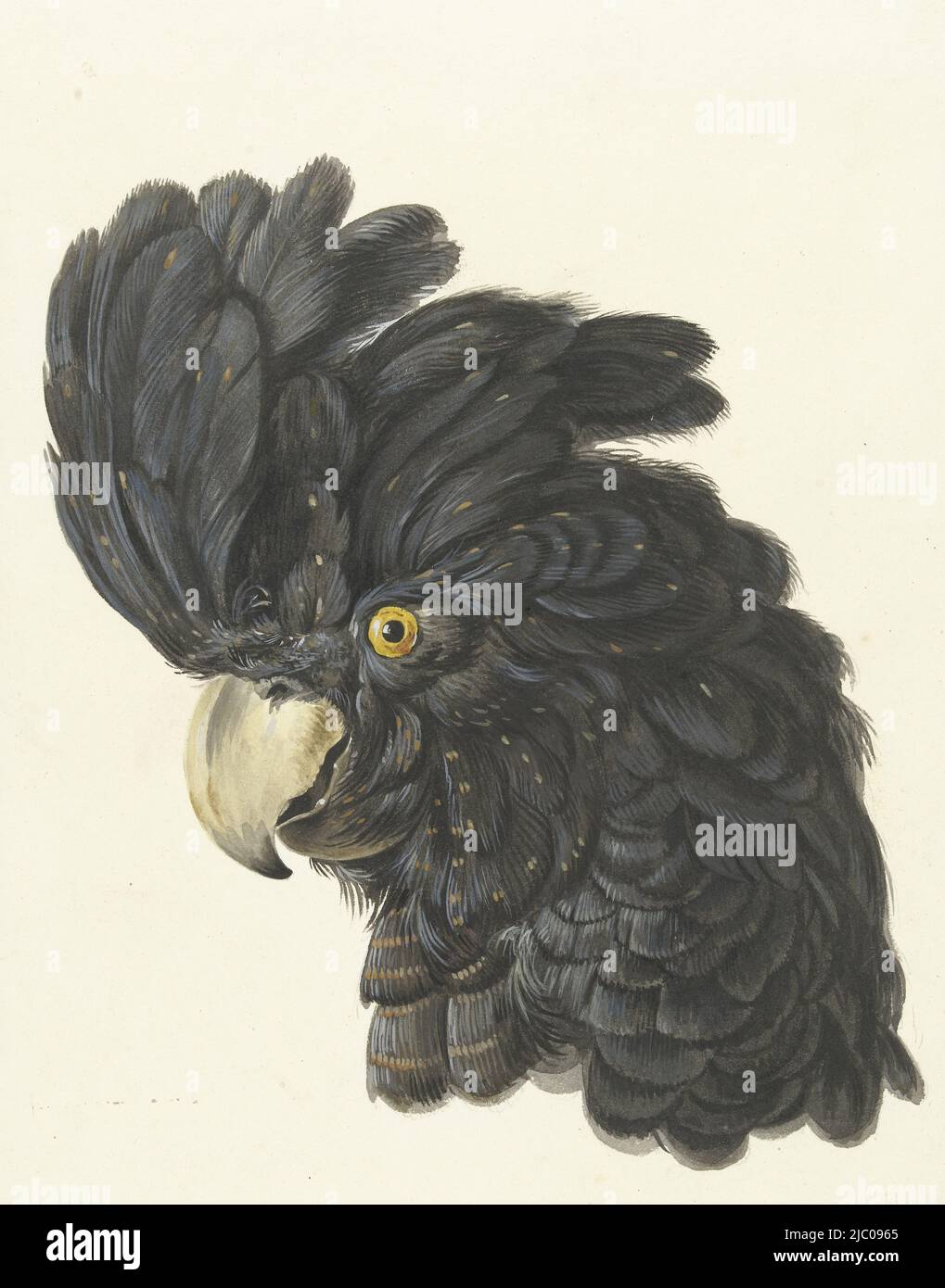 Schwarzer Kopf mit Federn links von einem rotschwänzigen Kakadu (Calyptorhynchus banksii), Kopf eines Kakadus Kopf eines Papageien, Zeichner: Aert Schouman, 1725 - 1792, Papier Stockfoto
