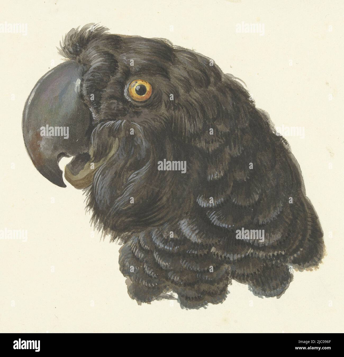 Schwarzer Kopf links von wahrscheinlich einem gelbäugigen Kakadu (Calyptorhynchus funereus oder Zanda funerea) aus Ostaustralien, Kopf eines Kakadus Kopf eines Papageien., Zeichner: Aert Schouman, 1725 - 1792, Papier Stockfoto