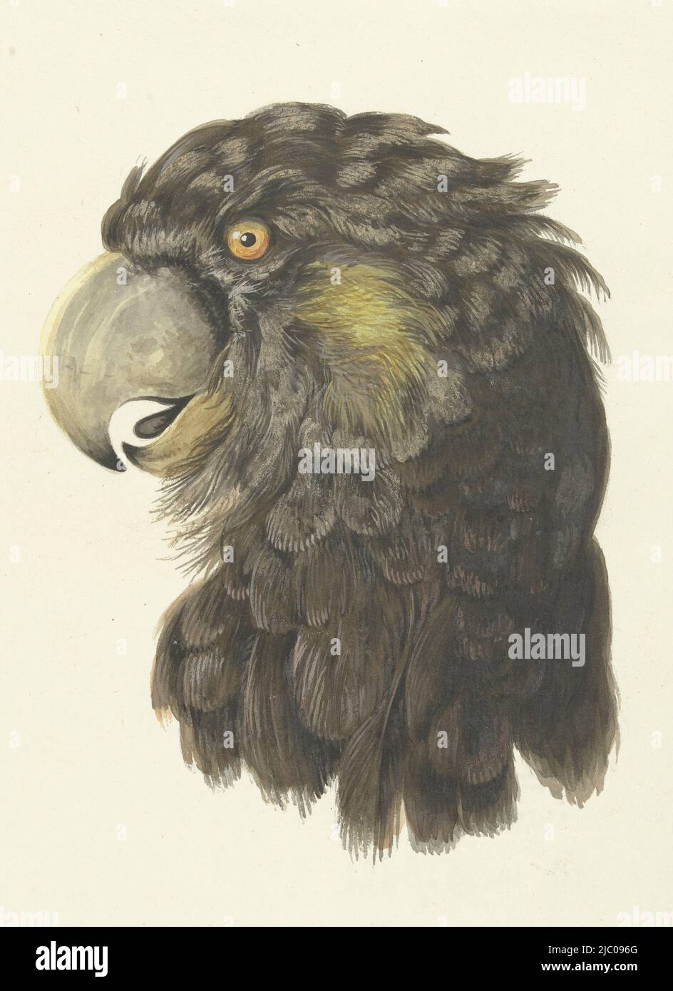 Brauner Kopf eines Gelbaugen-Kakadus (Calyptorhynchus funereus oder Zanda funerea) aus Ostaustralien, Kopf eines Kakadus Kopf eines Papageien, Zeichner: Aert Schouman, 1725 - 1792, Papier Stockfoto