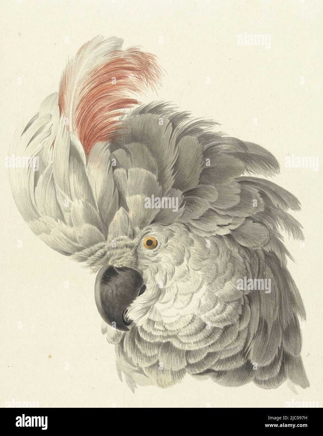 Grauer Kopf mit grauen und roten Büscheln links eines Kakadus (Cacatua moluccensis), Kopf eines Kakadu-Papageienkopfes, Zeichner: Aert Schouman, 1725 - 1792, Papier Stockfoto