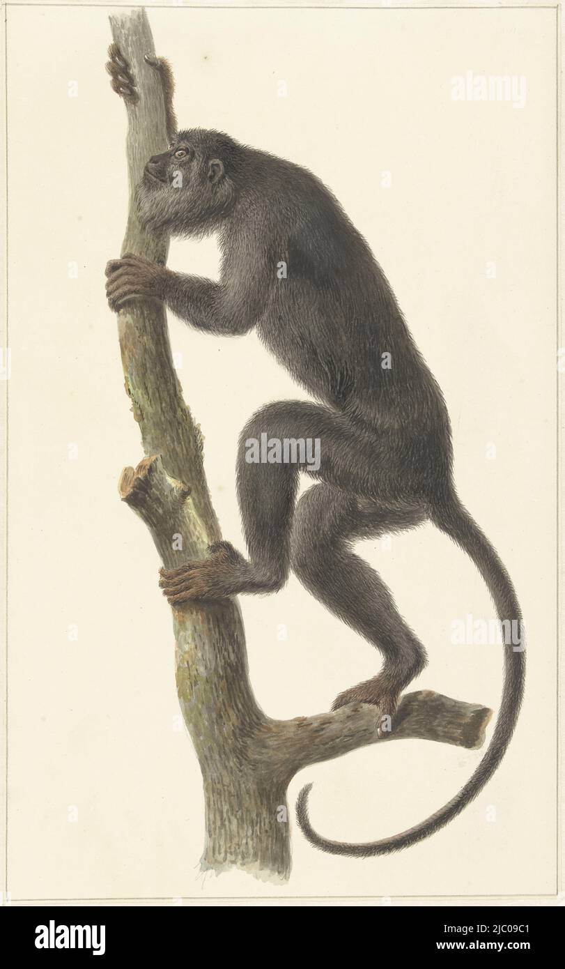 Schwarzer Brüllaffe (Paraguay), Zeichner: Pieter Pietersz. Barbiers, 1759 - 1842, Papier, Pinsel, H 389 mm × B 243 mm Stockfoto