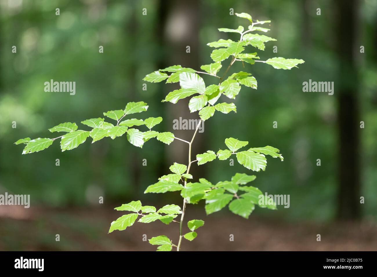 Dünner Zweig mit Blättern auf einer Buche im Wald Stockfoto