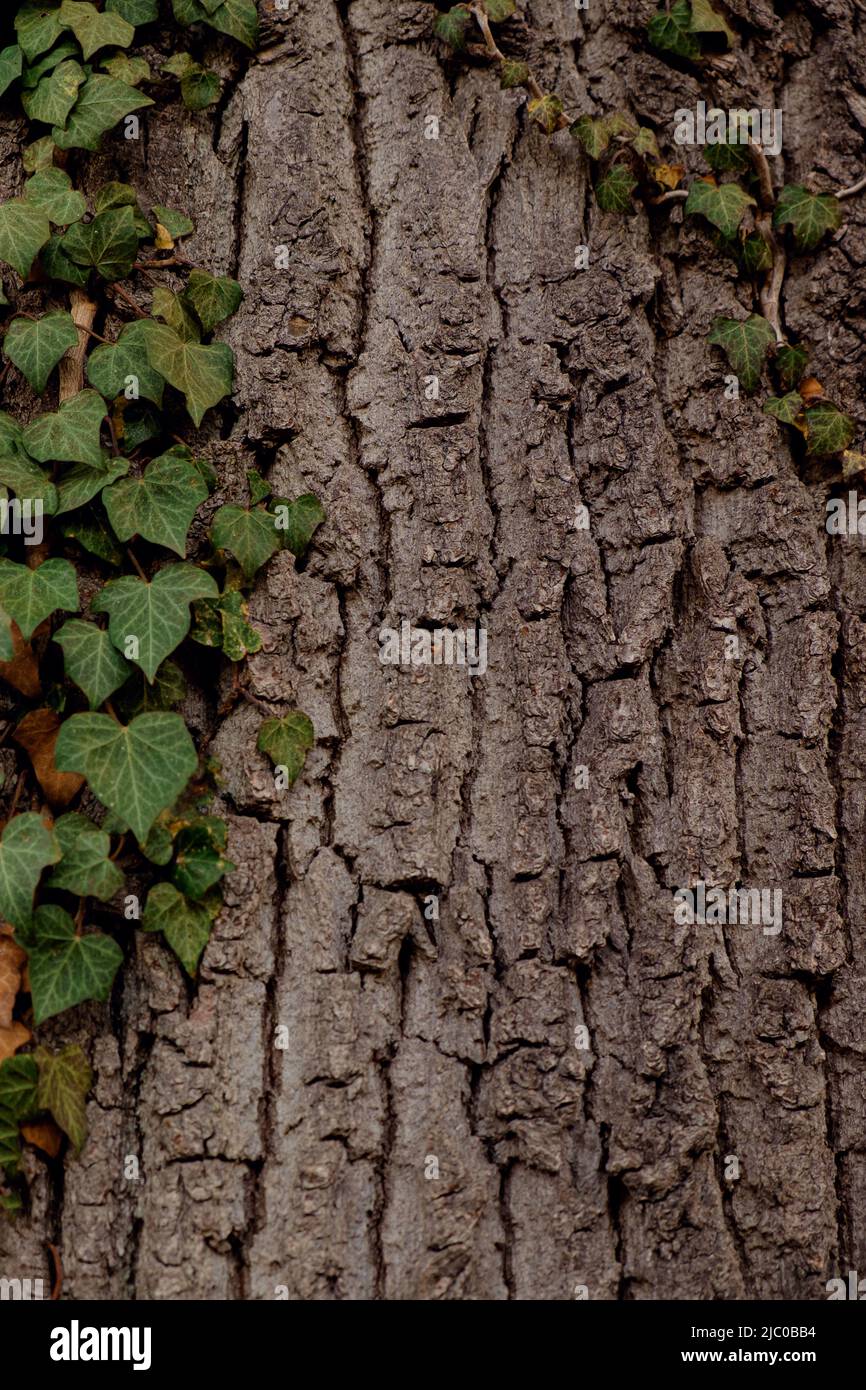 Nahaufnahme der Rinde eines großen Baumes im Wald. Hintergrund der Baumrinde Stockfoto