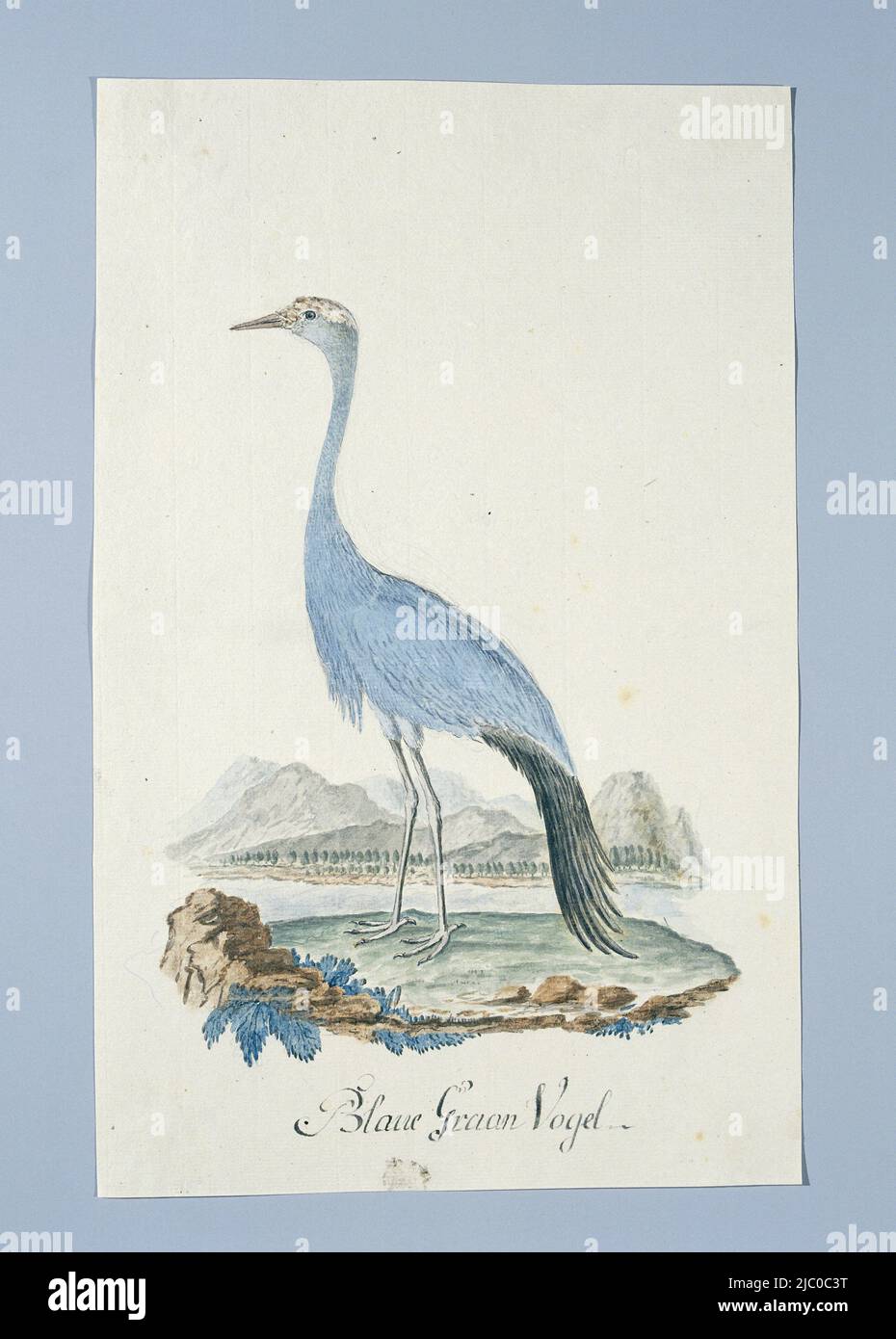 Vogelstudie: Blauer Kran (Anthropoides paradisea), Anthropoides paradisea (Blauer Kran oder Stanley Kran), Zeichner: Robert Jacob Gordon, (zugeschrieben), Okt-1777 - Mar-1786, Papier, Stift, Bürste, H 660 mm × B 480 mm, H 395 mm × B 248 mm Stockfoto