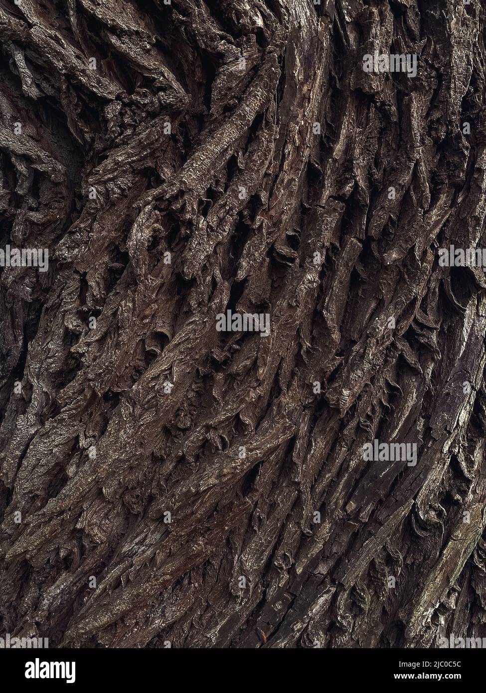 Nahaufnahme der Rinde eines großen Baumes im Wald. Hintergrund der Baumrinde Stockfoto