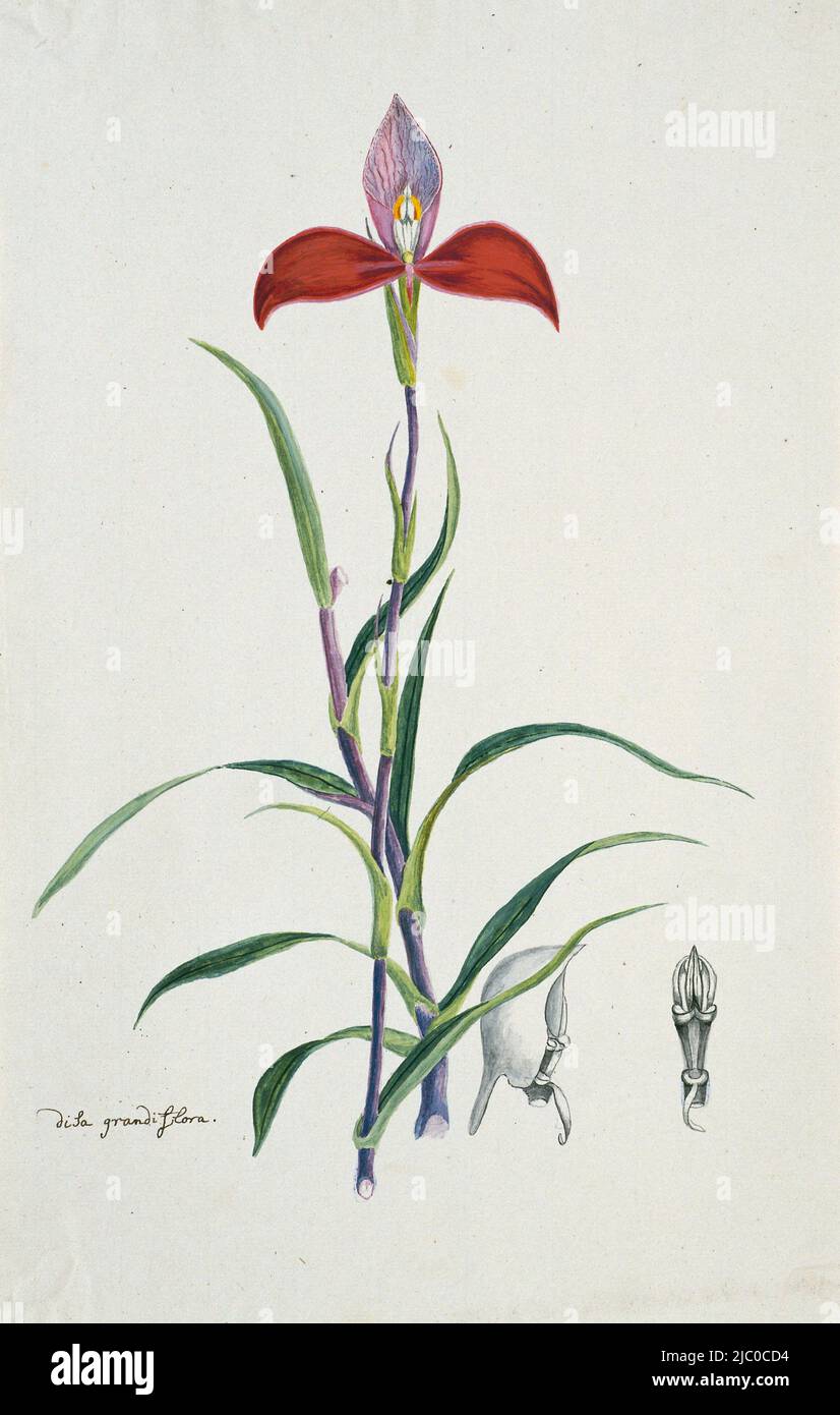 DISA grandiflora (Gordon), oder rote Orchidee vom Tafelberg, Disa uniflora Bergius (Red disa oder Stolz des Tafelbergs), Zeichner: Robert Jacob Gordon, Okt-1777 - Mar-1786, Papier, Stift, Pinsel, H 660 mm × B 480 mm, H 430 mm × B 270 mm Stockfoto