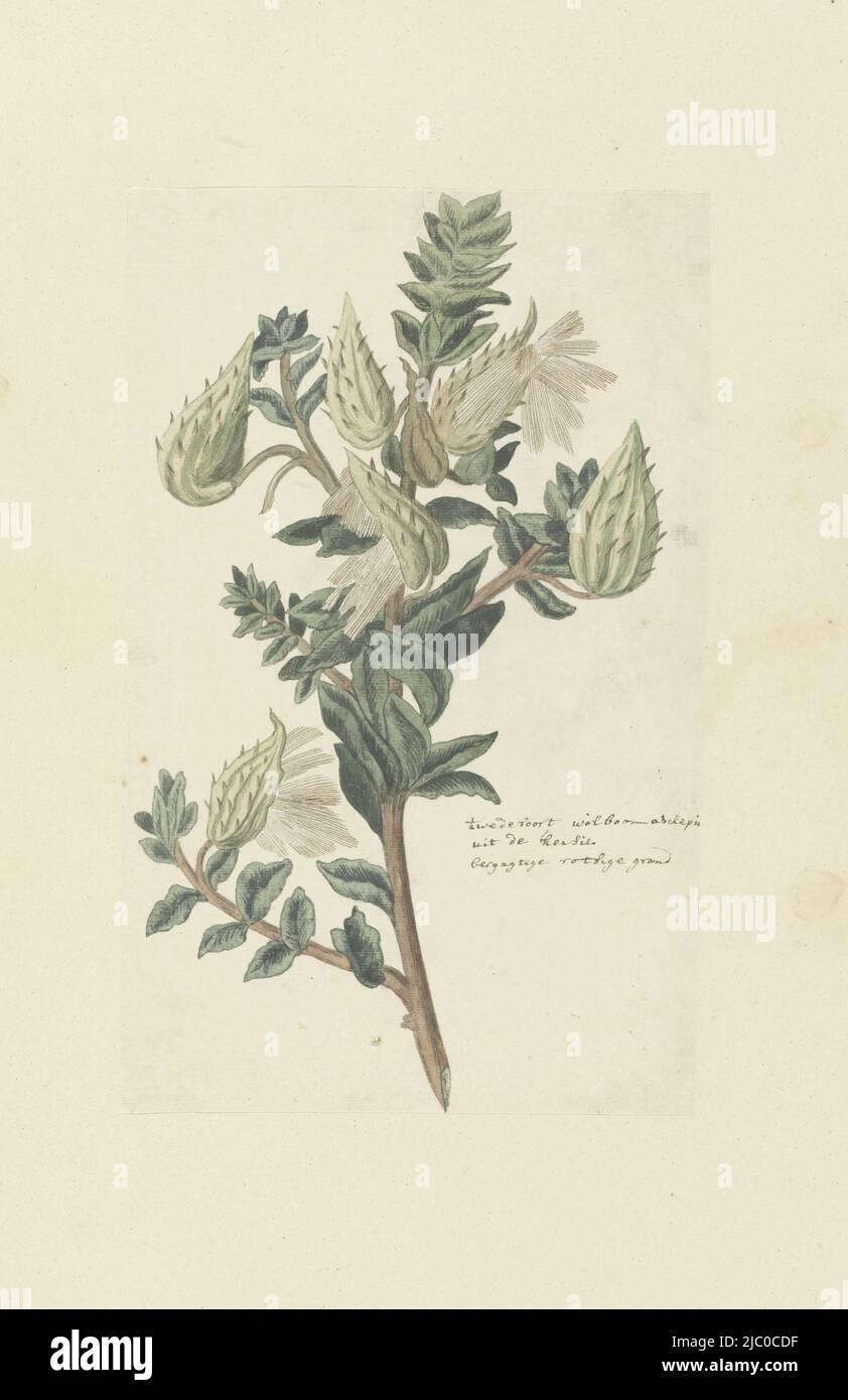Asclepias cancellata (Gomphocarpus cancellatus (Burm.f.) Bruyns), eine Art Wollbaum, mit Samen, die aus der Samenbirne springen, aus den Bergen in der Nähe des Flusses Kheis, nordwestlich von Groblershoop, werden die Wurzeln gegen Magenerkrankungen, Asclepias cancellata oder Gomphocarpus cancellatus Burm.f. Browns (Cape oder Cotton milkweed), Zeichner: Robert Jacob Gordon, c. Nov-1779 - Jan-1780, Papier, Stift, Pinsel, H 660 mm × B 480 mm, H 360 mm × B 238 mm Stockfoto