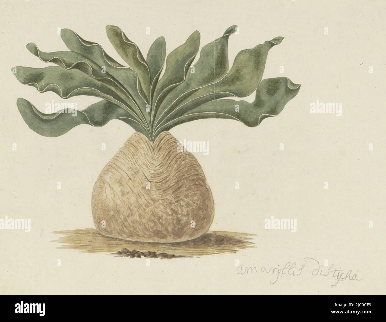 Boophone haemanthoides F.M. Leighton oder B. desticha (.f.) Kraut., Boophone haemanthoides F.M. Leighton (Pottentots Poison-Bulb, oder giftbol), Zeichner: Robert Jacob Gordon, Okt-1777 - Mar-1786, Papier, Pinsel, H 660 mm × B 480 mm, H 389 mm × B 496 mm Stockfoto