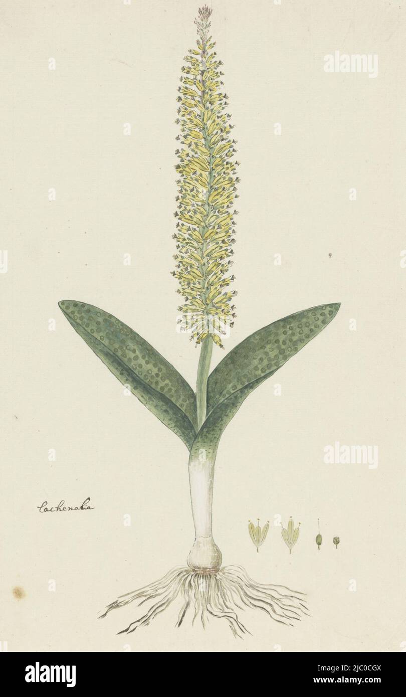 Lachenalia arbuthnotiae W.F. Barker, Lachenalia arbuthnotiae W.F. Barker (Hyazinth), Zeichner: Robert Jacob Gordon, Okt-1777 - Mar-1786, Papier, Stift, Pinsel, H 660 mm × B 480 mm, H 413 mm × B 261 mm Stockfoto