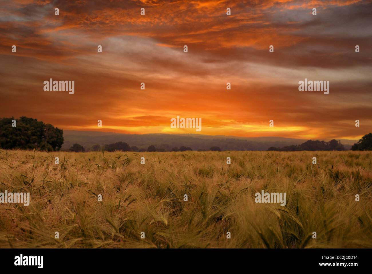Szene von Sonnenuntergang oder Sonnenaufgang auf dem Feld mit jungem Roggen oder Weizen im Sommer mit bewölktem Himmel Hintergrund. Stockfoto