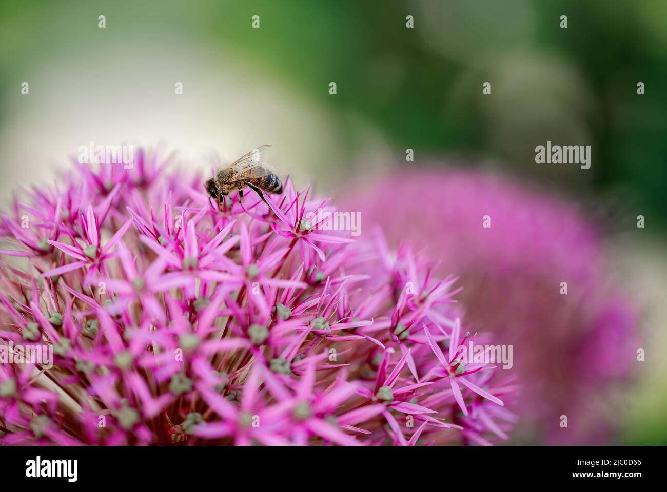Purpurnes Giganteum-Allium-Makro im selektiven Fokus. Riesige Blumenzwiebel im Vordergrund und verschwommenes grünes Laub im Hintergrund. Schönheit in der Natur con Stockfoto