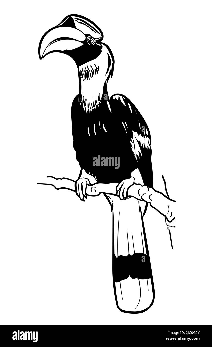Zeichnung des großen Hornschnabelvogels am Zweig halten, Vektorgrafik Stock Vektor
