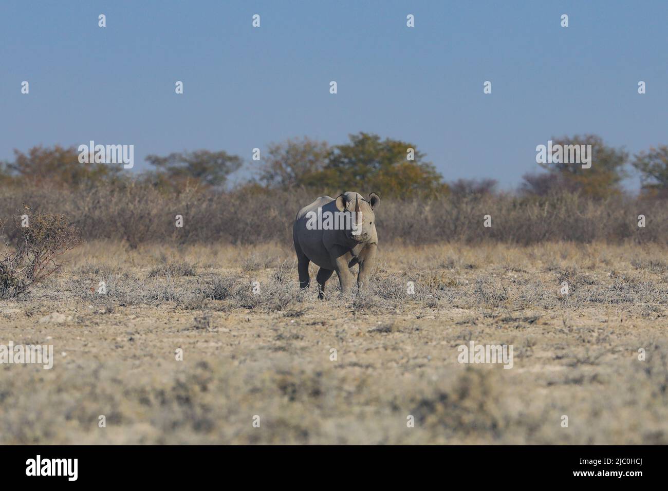 Hakenlippnashorn Stockfoto