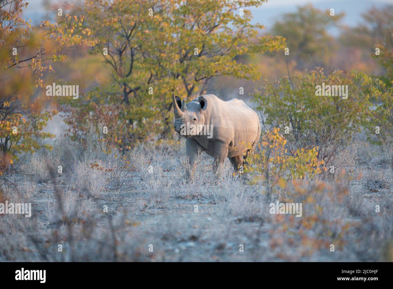 Hakenlippnashorn Stockfoto