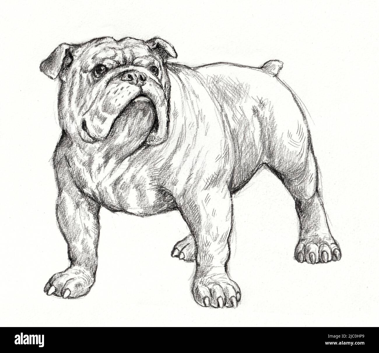 Englische Bulldog-Zeichnung. Isolierte handgemachte Illustration mit Hund. Stockfoto