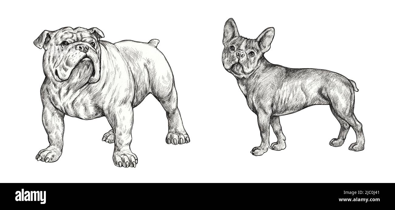 Zeichnung von französischen und englischen Bulldoggen. Handgefertigte isolierte Bleistiftzeichnung mit Hunden. Stockfoto
