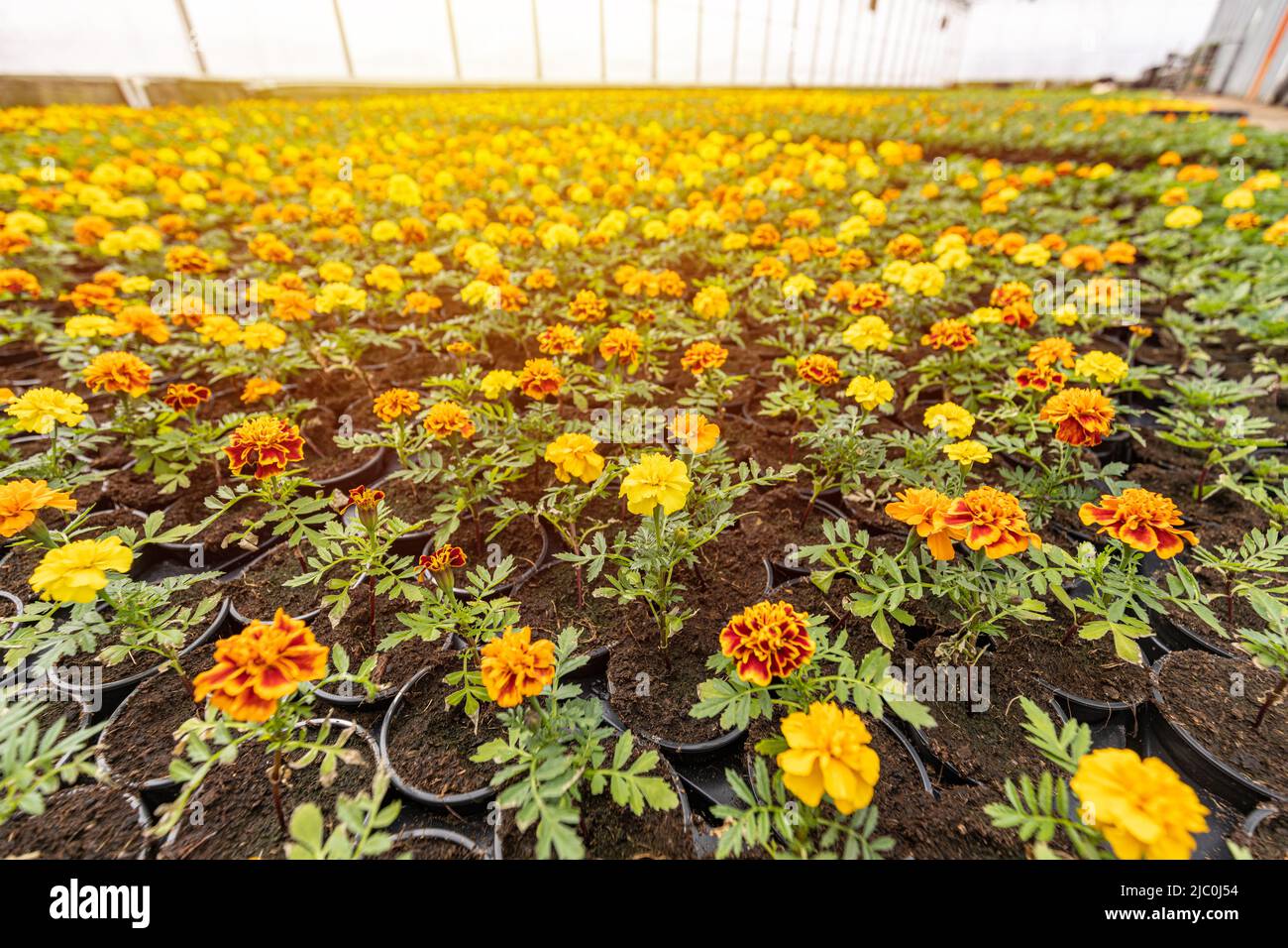 Blühende Tagesblüten blühen im Gewächshaus und sind zum Verkauf bereit. Orangefarbene und gelbe Ringelblumen blühen Stockfoto