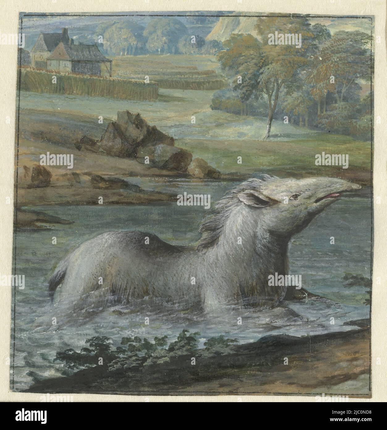 Tapir oder Wasserschwein, gezeichnet nach einem so lebenden Tier, das 1706  in Amsterdam gesehen und von W. van Royen für seine Majestät den Kaiser  gezeichnet wurde, Tapir im Wasser., Zeichner: Willem Hendrik