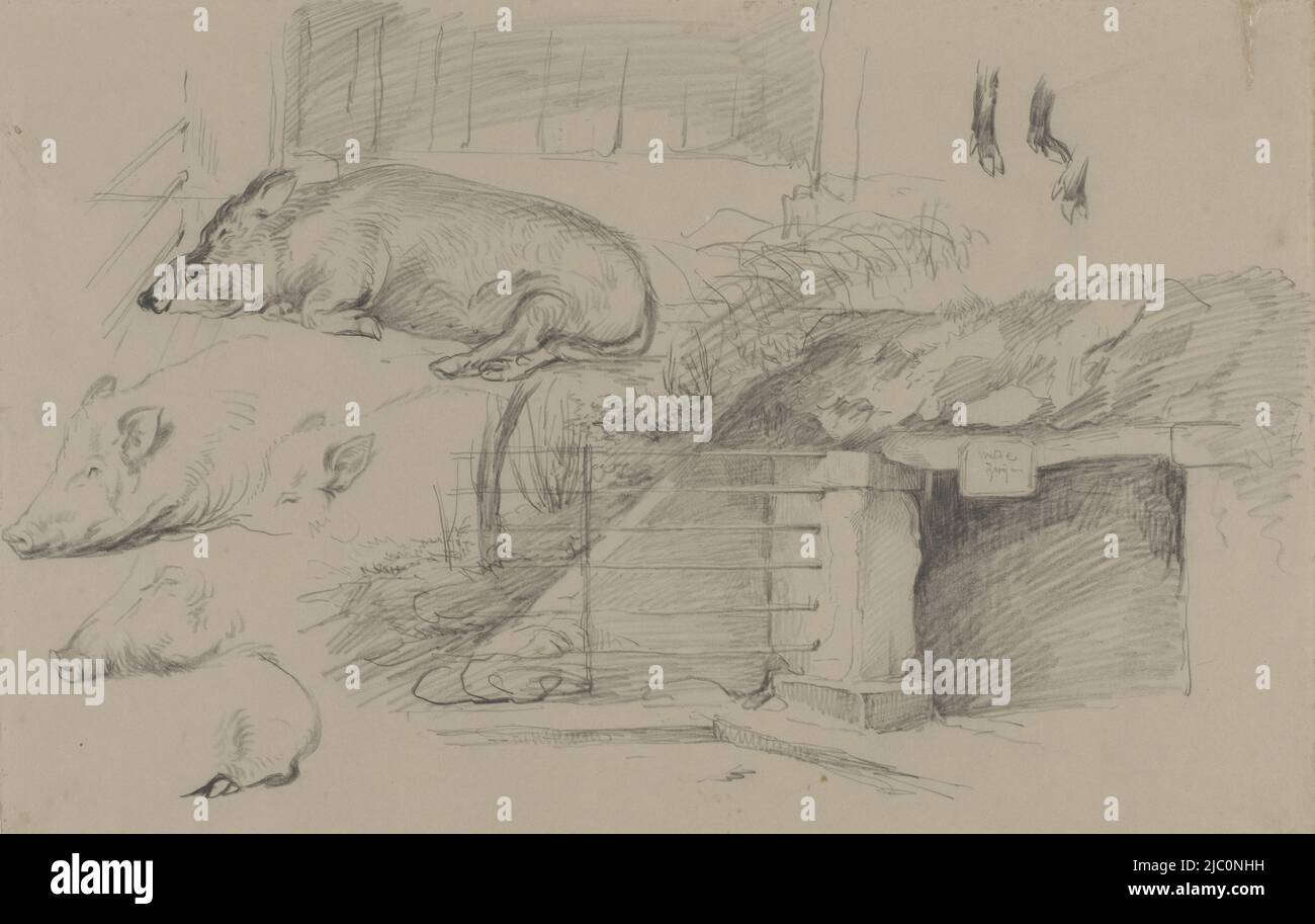 Skizzenblatt mit Studien von Schweinen im Wildschweinpark in Artis, Zeichner: Guillaume Anne van der Brugghen, 1821 - 1891, Papier, H 348 mm × B 530 mm Stockfoto