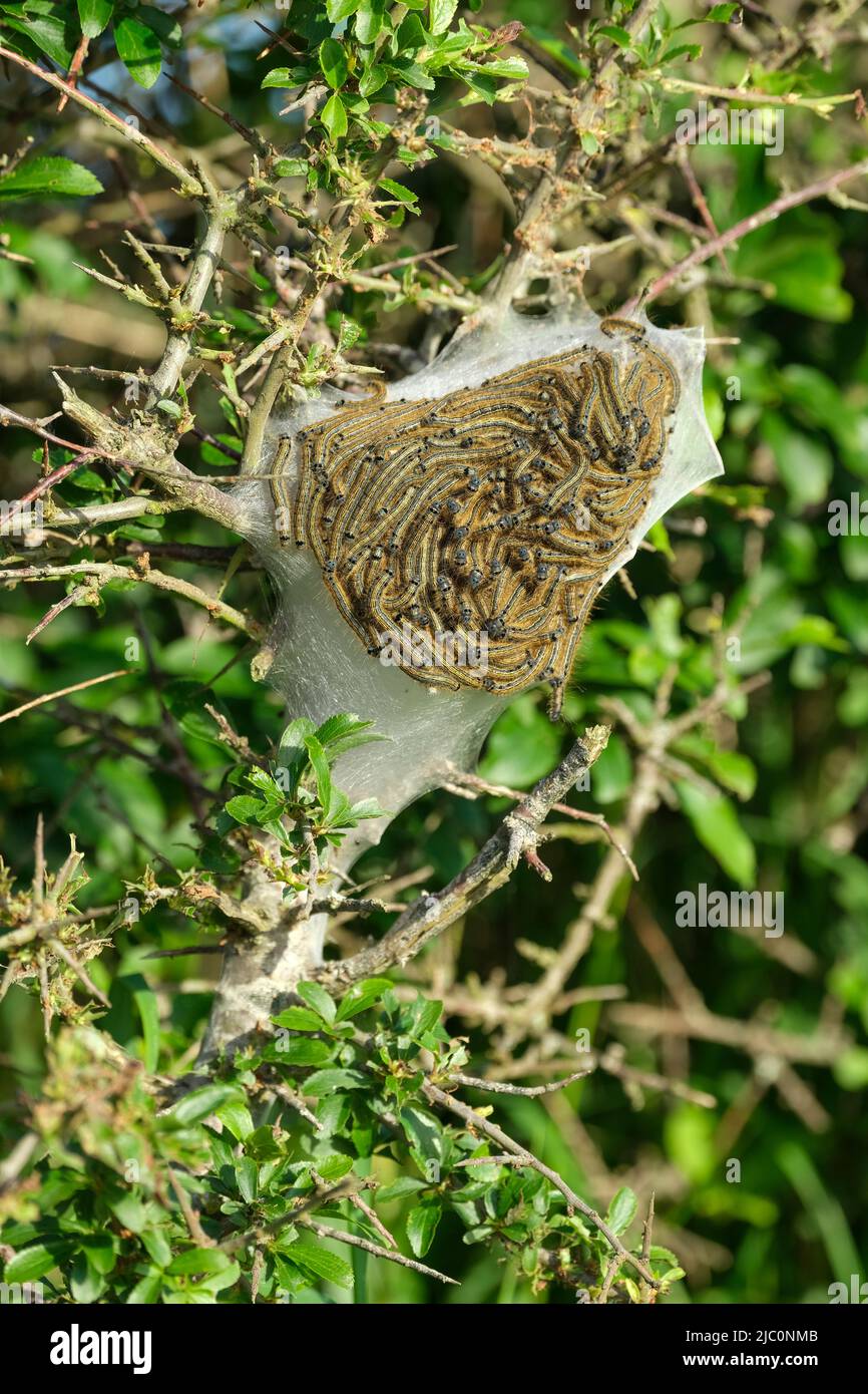 Kleine Ermine Moth Raupen Yponomeuta Art) haarlos, cremeweiß in der Farbe mit variablen schwarzen Markierungen. Stockfoto