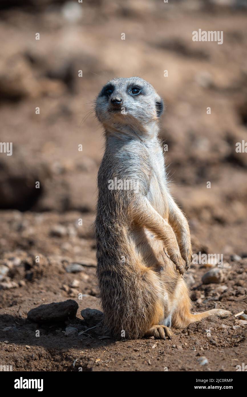 Porträt eines Erdmännchen, der die Umgebung beobachtet. Stockfoto