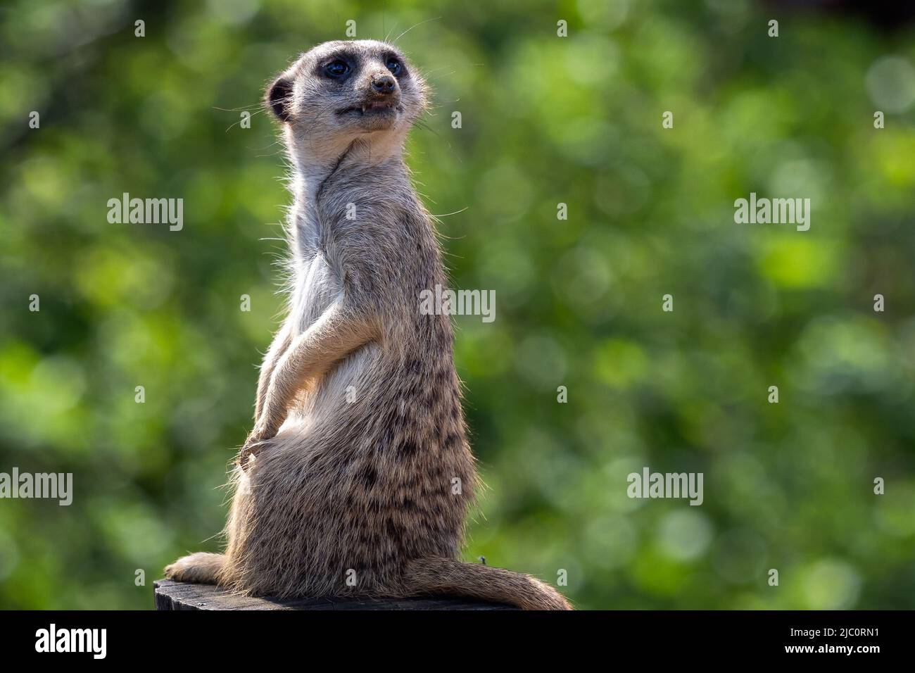 Porträt eines Erdmännchen, der die Umgebung beobachtet. Stockfoto