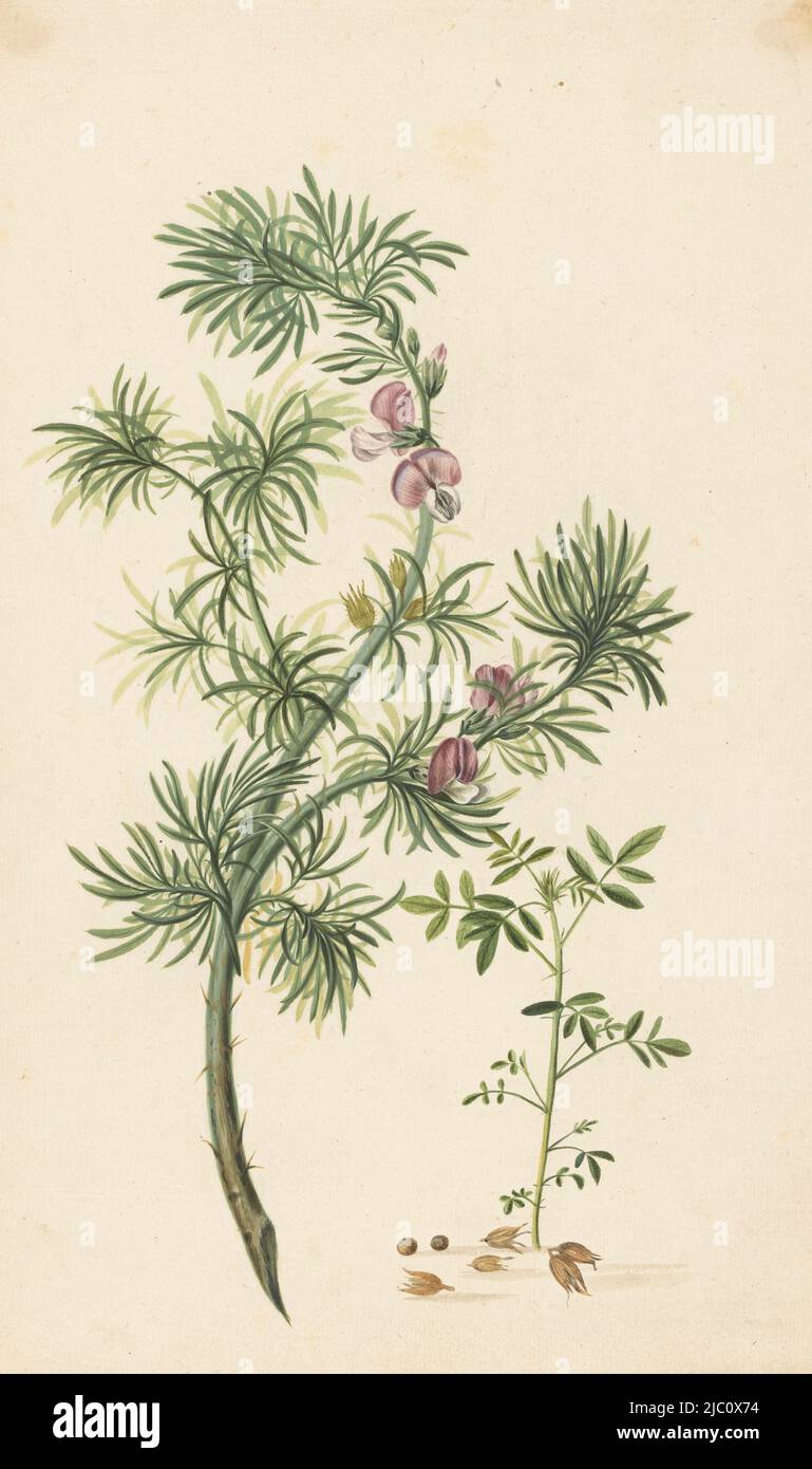 Botanische Blumenzeichnung einer Genista aethiopica, Aaronischer Kelch (Genista aethiopica), Zeichner: Herman Henstenburgh, 28-Jul-1685, Papier, H 349 mm × B 214 mm Stockfoto