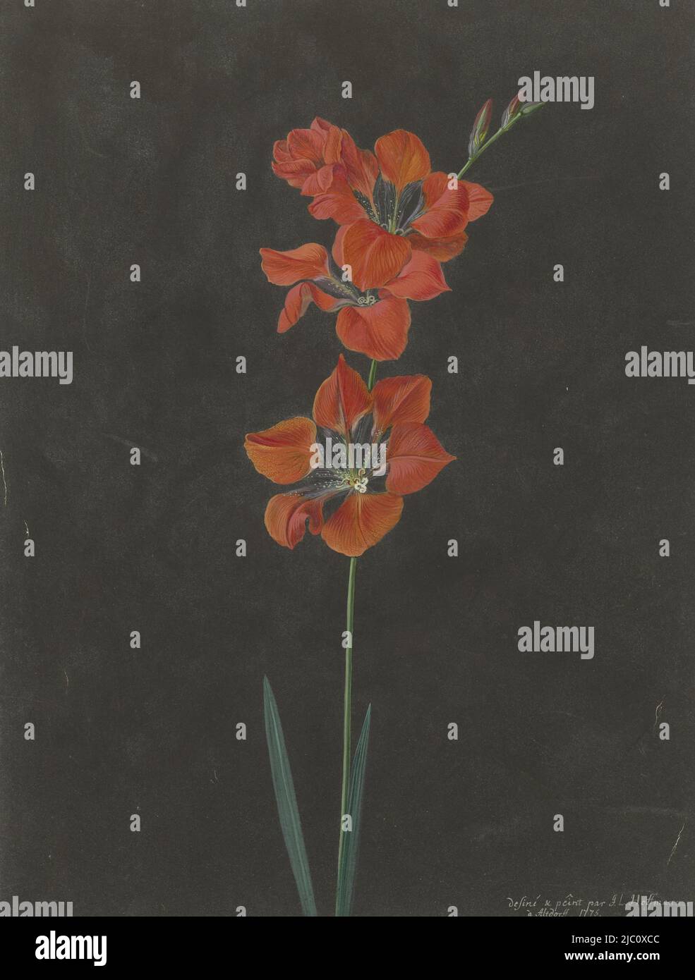 Lily, Zeichner: F. L. Hoffmann, 1775, Pergament (tierisches Material), Pinsel, H 256 mm × B 199 mm Stockfoto