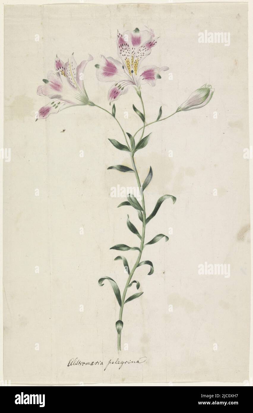 Lily (Alstromaria Pelegrina), Zeichnerin: Anonym, Japan, 1700 - 1799, Papier, Bürste, H 354 mm × B 231 mm Stockfoto