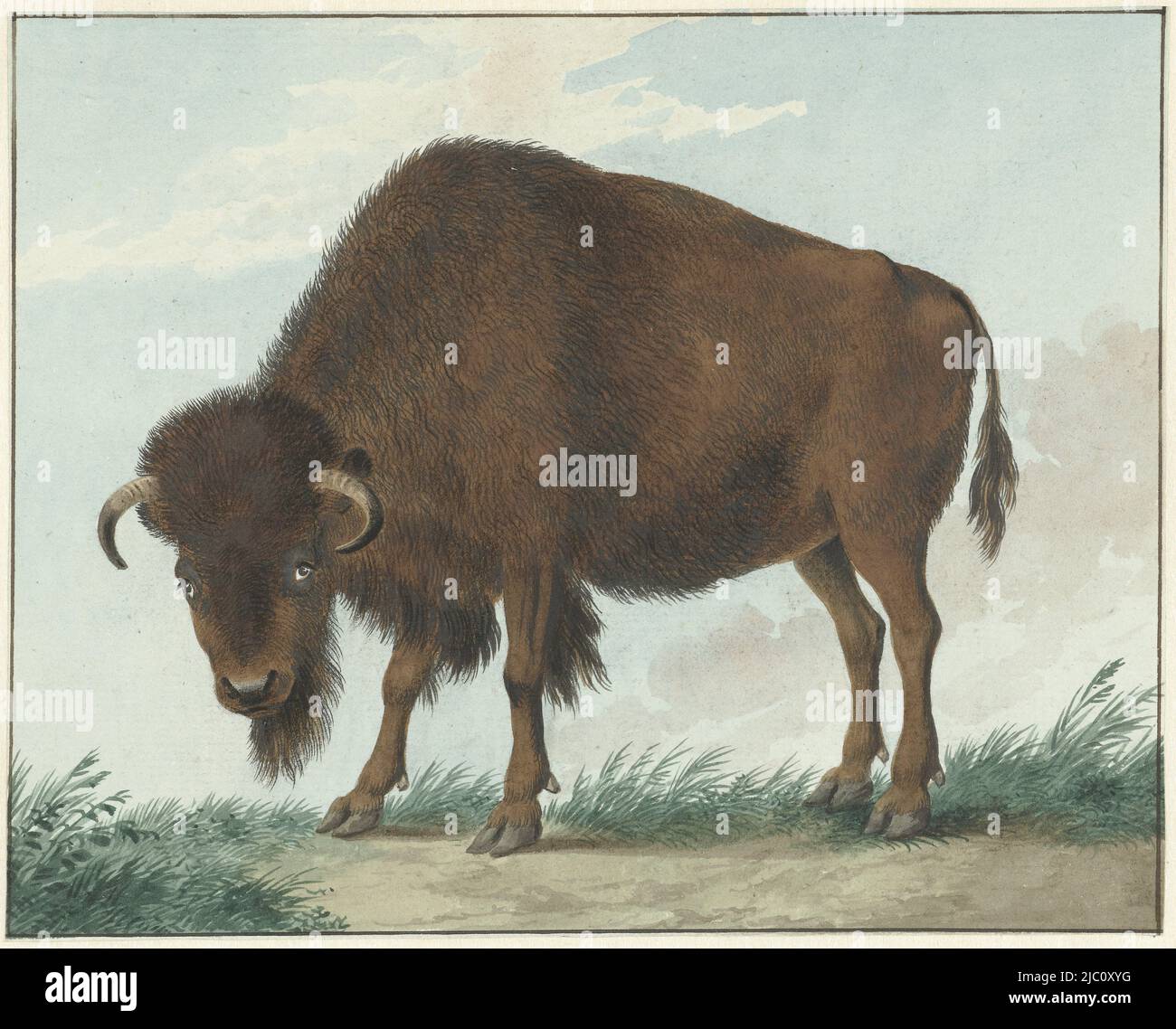 Bison, Zeichner: Isaac van Haastert, 1808, Papier, Pinsel, H 155 mm × B 193 mm Stockfoto