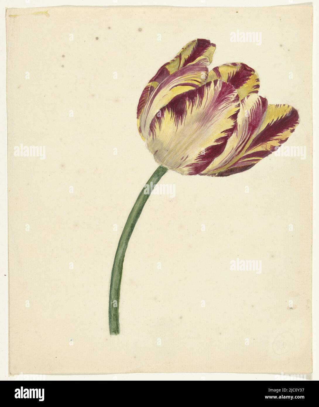 Gelb-rote Tulpe, Zeichner: Anonym, 1700 - 1800, Papier, Pinsel, H 253 mm × B 209 mm Stockfoto