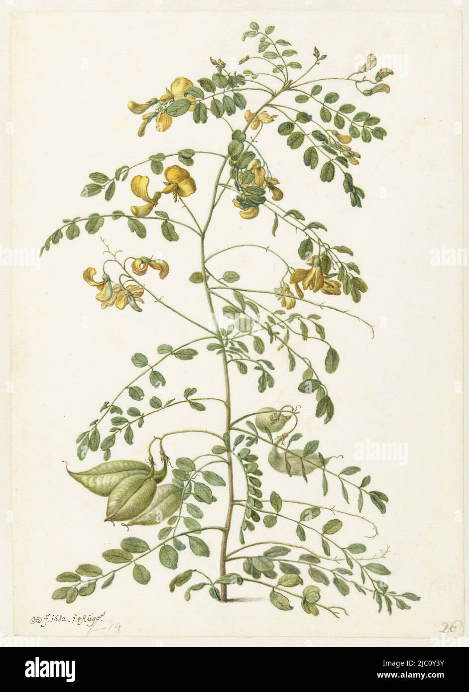 Blütenstrauch (Colutea arborescens), Zeichner: Herman Saftleven, 15-Aug-1682, Papier, Pinsel, H 355 mm × B 255 mm Stockfoto