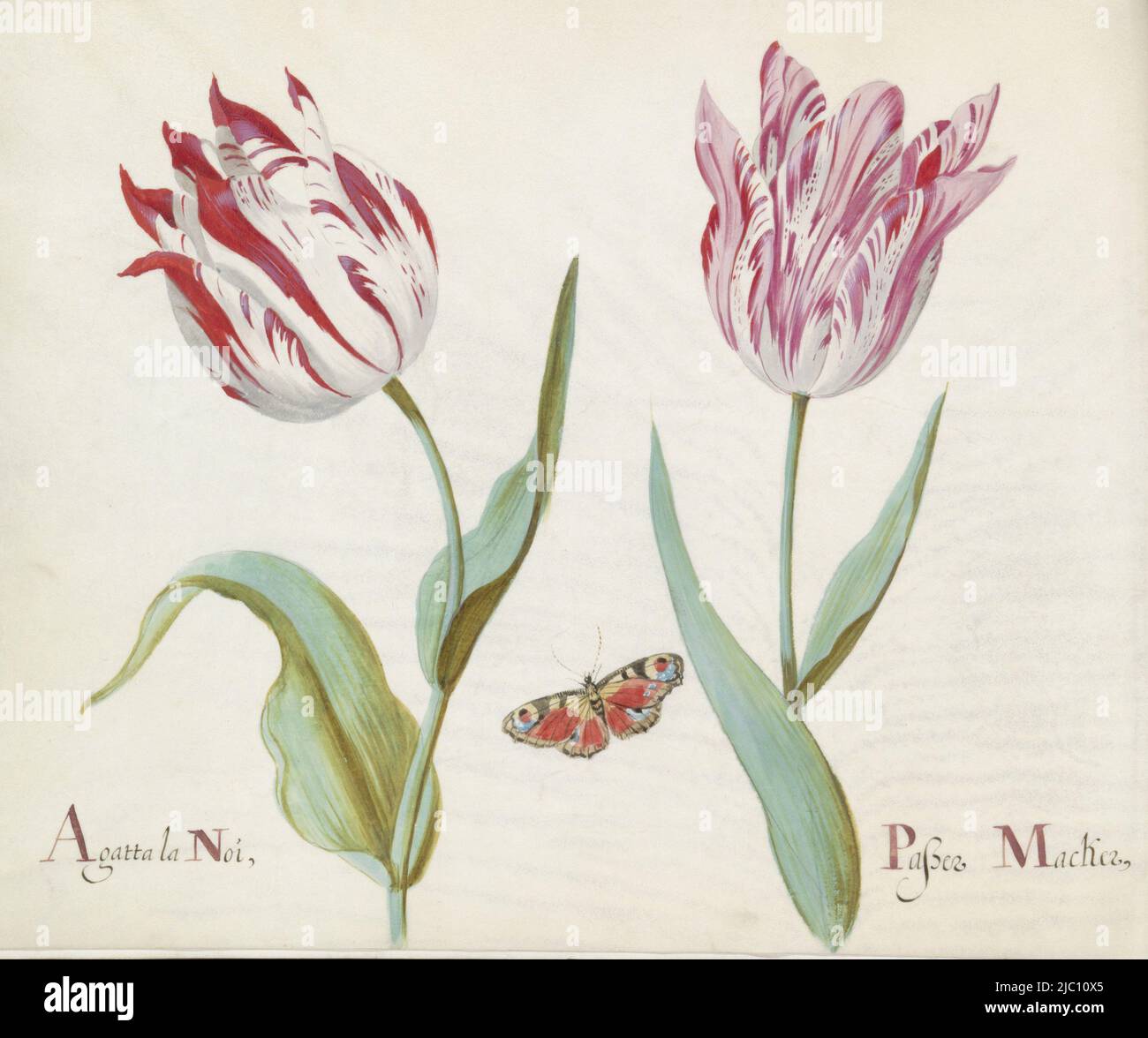 Die Zeichnung ist Teil eines Albums, Two Tulips with Day Pfau Agatta la Noi / Passer Macker., Zeichner: Jacob Marrel, 1637, Pergament (tierisches Material), Pinsel, H 265 mm × B 335 mm Stockfoto