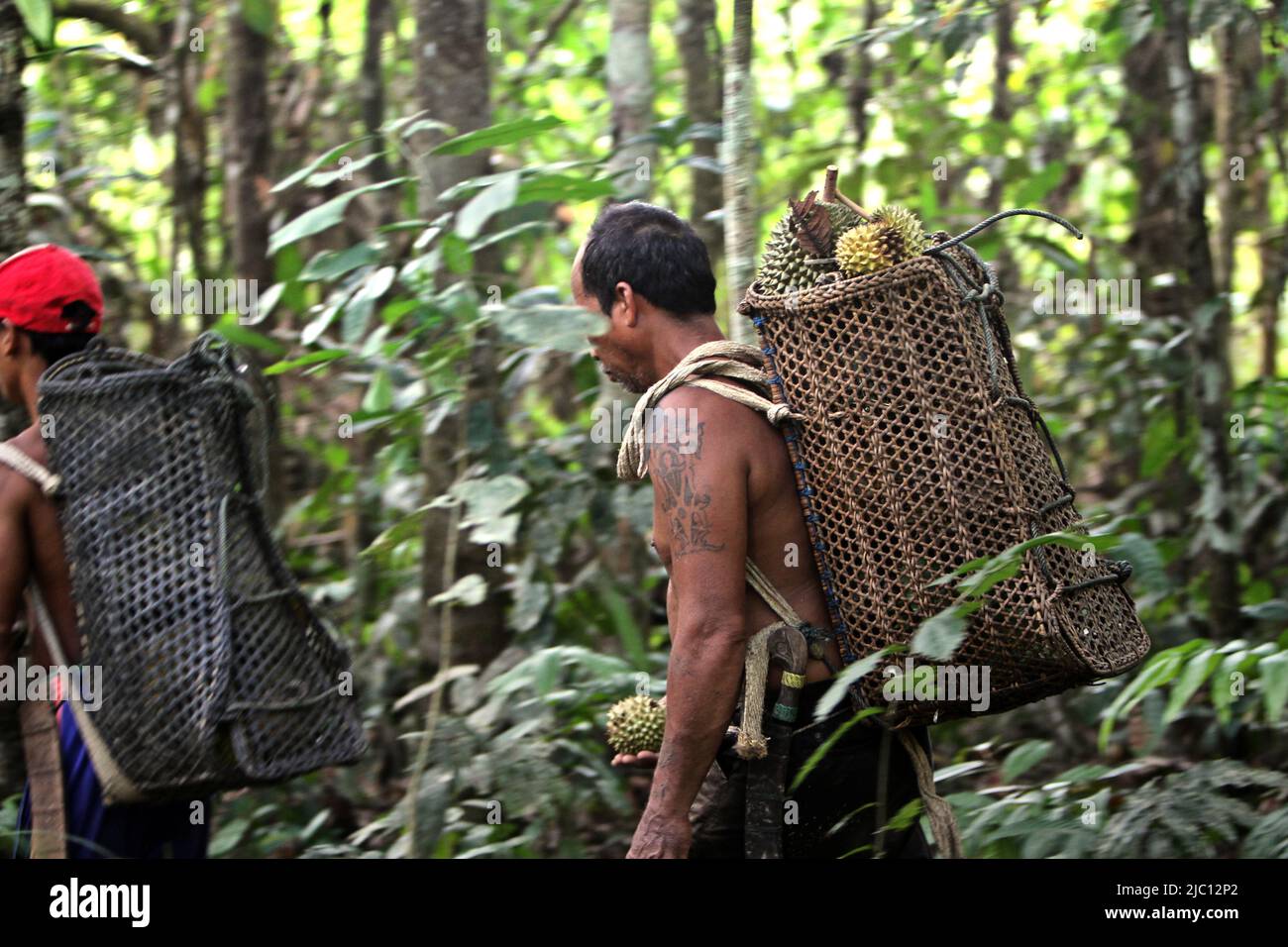 Ein Mann, der eine Rattantasche mit frisch geernteten Durian-Früchten trägt, während er mit einem Verwandten im Wald in Sungai Utik, Batu Lintang, Embaloh Hulu, Kapuas Hulu, West Kalimantan, Indonesien. Stockfoto