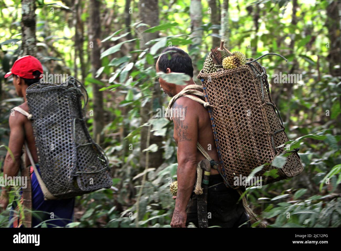 Ein Mann, der eine Rattantasche mit frisch geernteten Durian-Früchten trägt, während er mit einem Verwandten im Wald in Sungai Utik, Batu Lintang, Embaloh Hulu, Kapuas Hulu, West Kalimantan, Indonesien. Stockfoto